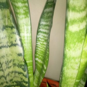 Real Snake Plant