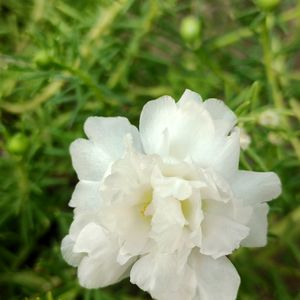 Portulaca Plant