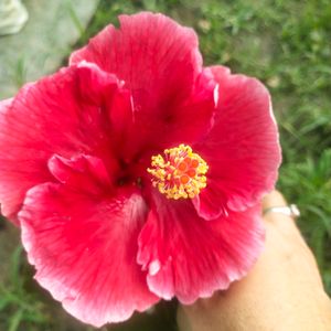 Taiwan Hibiscus Flower Plant With Root