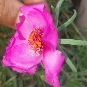 Portulaca And Purslene