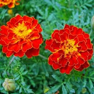 5 FLOWERING PLANT COMBO