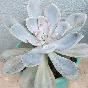 Variegated Succulent