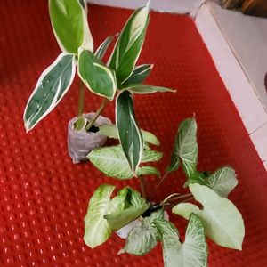 Pack 2 Arrowhead &.Ctenanthe pilosa Plants