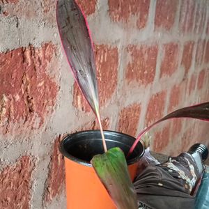 Cordyline Australis Plant With Pot