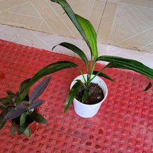 Pack 2 Dracaena Mahatma & Heart Purple Plants& Pot