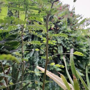 KEELANELLI SEEDS(see Below Leaves In Pictures)