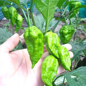 Freshly Grown Organic King Chillies (Ghost Chillies)