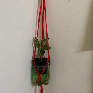 Plant Wall Hanging