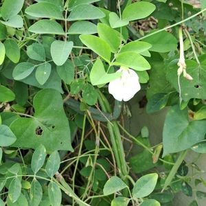 White Aparajitha Seeds 5 Pods