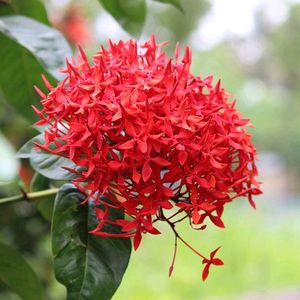 IXORA / RANGON PLANT