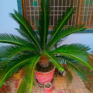 Sago Palm/Cycas Plant With Bulb