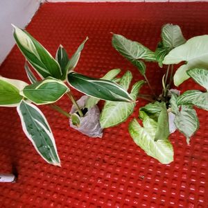 Pack 2 Arrowhead &.Ctenanthe pilosa Plants