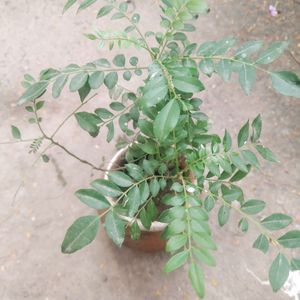 Curry Leaves Healthy Plant With Root