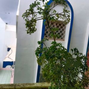 Aralia Bonsai Plant Well Rooted