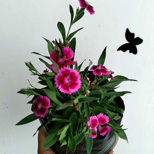 Chinese Pink Live Plant