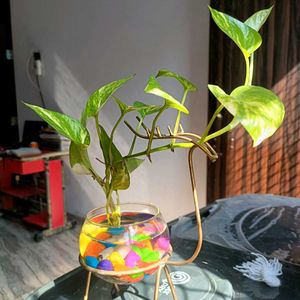 Money Plant