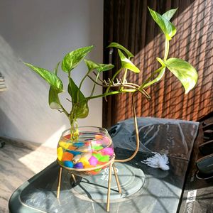 Money Plant