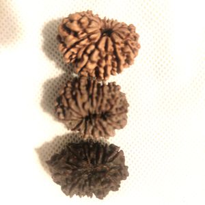 12 Mukhi Rudhrasha New From Nepal Orginal