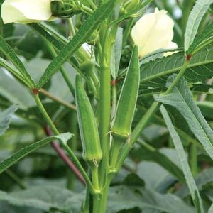 🌿Beans+Lady Finger 🌿 High Quality Seeds|combo📍