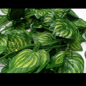 Money Plant 🌱leaf 🍃 10 Pcs