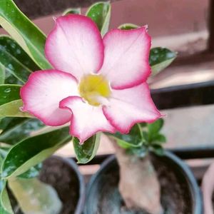 Adenium plant 2