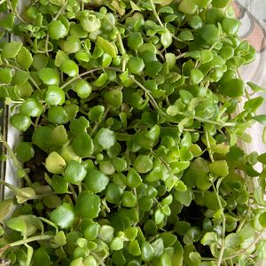 Turtle Vine And Tangled Heart Plant