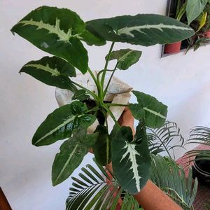 Set 2 Big Mango & SYNGONIUM WENDLANDII Plants