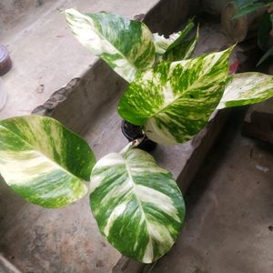 Live Big Size Leaf Magic Money Plant With Pot