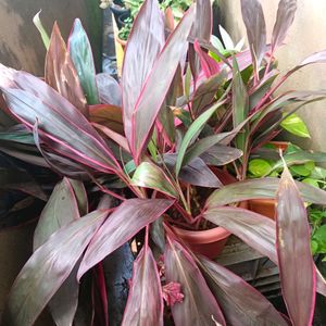 Cordyline Fruticosa Plant