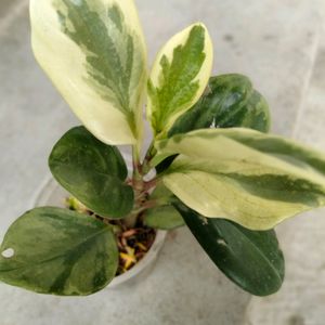 Hoyas And Peperomia