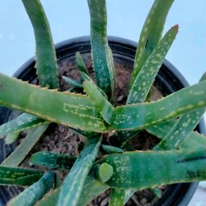 Aloe Vera chinensis