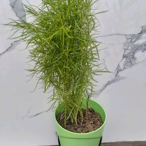 Kochai Indoor Plant