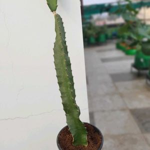 🔥🌱 Dragon Fruit Plant Cutting 🌱🔥