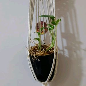 Plant Hanging