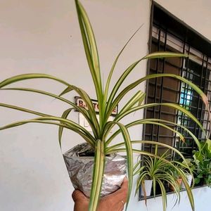 Pandanus veitchii Plant