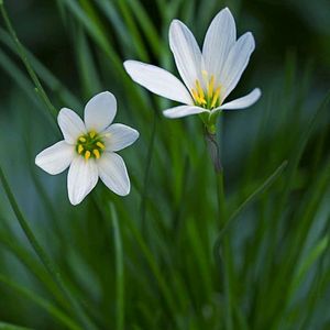 White Rain Lily Bulbs