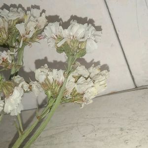 white dry flower