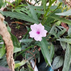 Pink Ruellia tuberosa flower or popping pod bloom