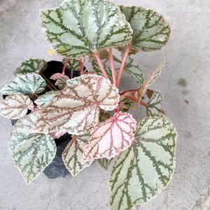 Gorgeous 2 Begonia N Jade Plant