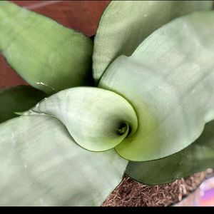 1 Time Offer moonshine Snake Plant