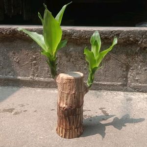 Brazalian Lucky Wood Plant