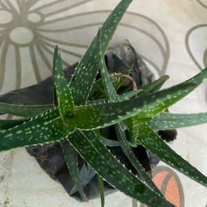 Aloe Healthy Succulent Plant