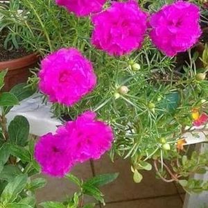 🎉Combo Of 4 Colours Portulaca Plants