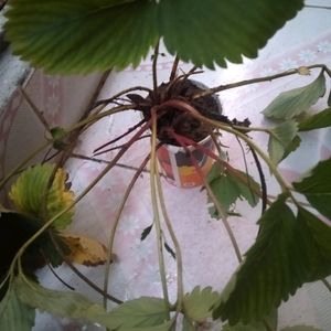 Combo Of 2 Hybrid Strawberry Plant