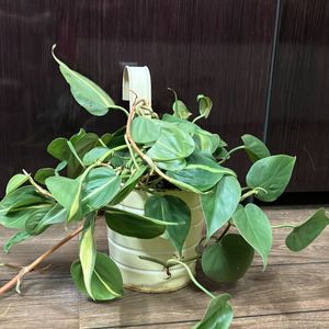 Pothos Plant