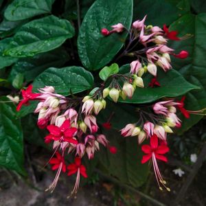 Red Bleeding Heart