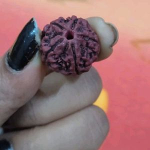 Panchmukhi - Rudraksha With Gifted.