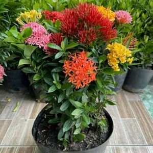 Multicolored Ixora Live Plant