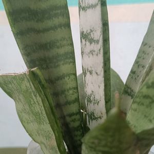 Snake Plant (Sansevieria)