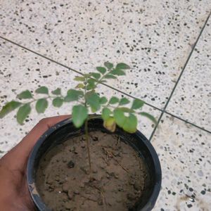 Curry Tree Or Meethi Neem Small Sapling